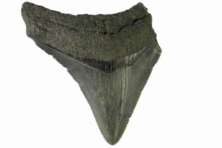 Serrated, Juvenile Megalodon Tooth - South Carolina #183054